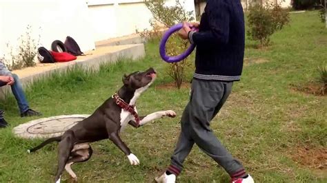 79+ Pit Bull Terrier Training Tips Image - Bleumoonproductions