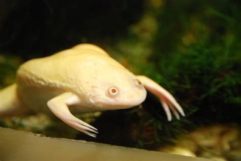 Albino African Clawed Frog Care - Known Pets