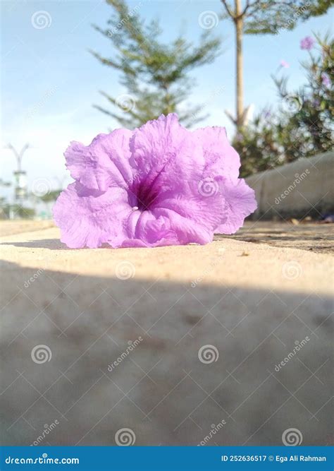 Lavender Flower Petals Growing in the Garden Stock Image - Image of aromatherapy, beauty: 252636517