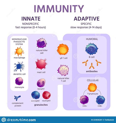 Innate Immune System Study Guide - Inspirit