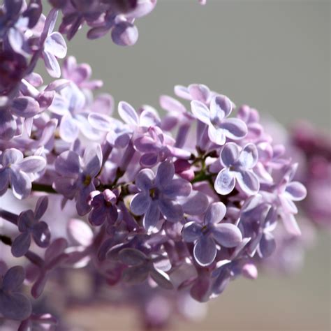 Purple Lilacs Close Up Picture | Free Photograph | Photos Public Domain