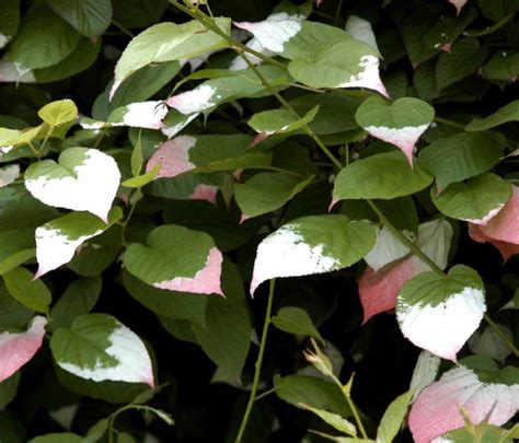 Actinidia kolomikta - Farmyard Nurseries