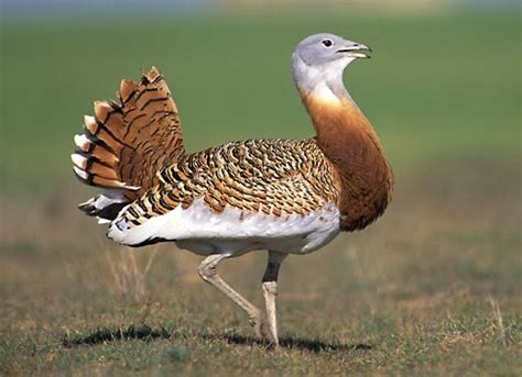 Great Bustard ~ Birds World