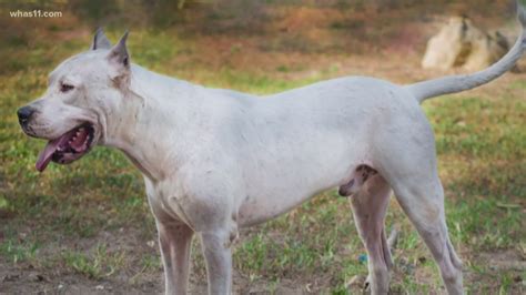 Welcome to the Club: Two new dog breeds recognized for 2020 | whas11.com