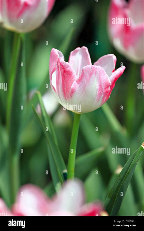 White Tulips and Pink color in the garden Stock Photo - Alamy