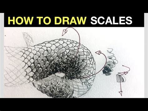 How To Draw Scales - Northernpossession24