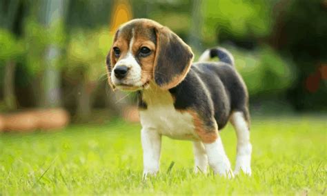 Looking For The Best List Of The World's Top Cutest Dog Breeds