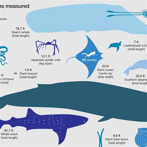 Whale Shark Size Chart