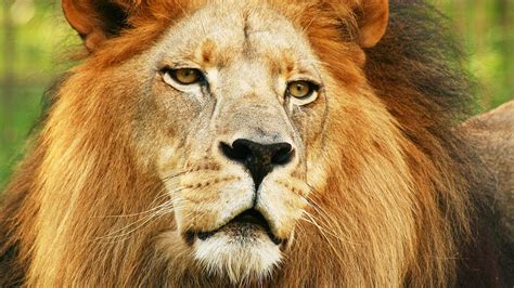 Lion Species Spotlight - YouTube