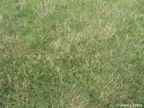 Summer Beauty: Perennial Ryegrass Unveiled | LawnHelpful.com