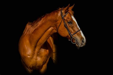 Horse Photography (Pro Tips, Settings, Editing, Examples)