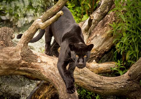 Meet the Americas’ black (big) cat: six facts about black jaguars - WWF.CA