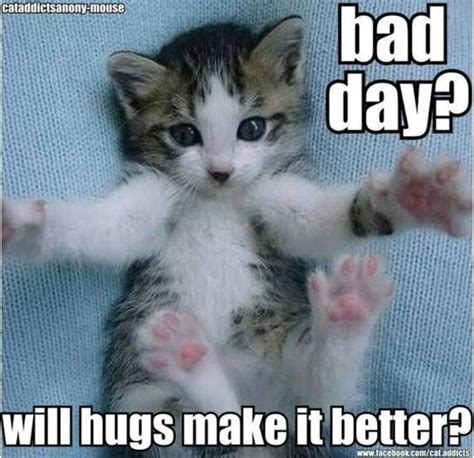 Funny Cute Kitten Meme