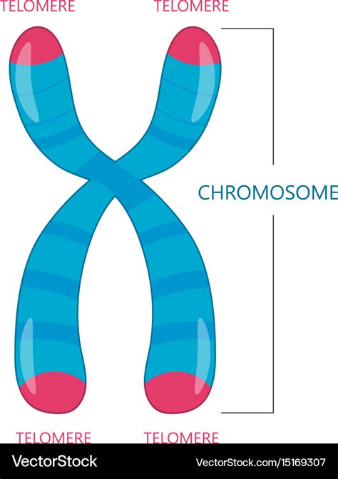 30 Make A Sketch Of A Chromosome And Label The Telomeres - Label Design Ideas 2020