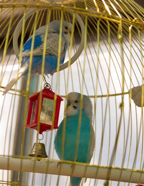 Vital Things to Consider While Looking for the Right Macaw Cage - Bird Eden