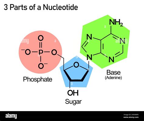 Nucleotide structure with nucleoside and a phosphate Stock Photo - Alamy