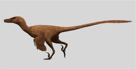 Velociraptor mongoliensis was a mid-sized dinosaur from the Cretaceous Period Poster Print (20 x ...