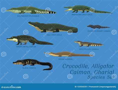 Various Crocodile Alligator Caiman Gharial Species Set Cartoon Vector Illustration Stock Vector ...