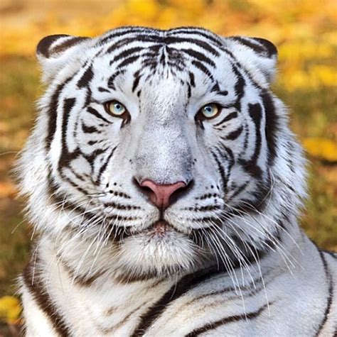 White Tiger National Geographic - InfoRekomendasi.com