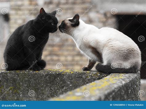 Siamese cat and black cat stock photo. Image of eyes - 139658894