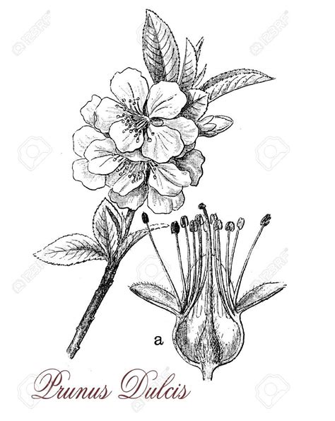 Pen And Ink Flower Drawing at GetDrawings | Free download