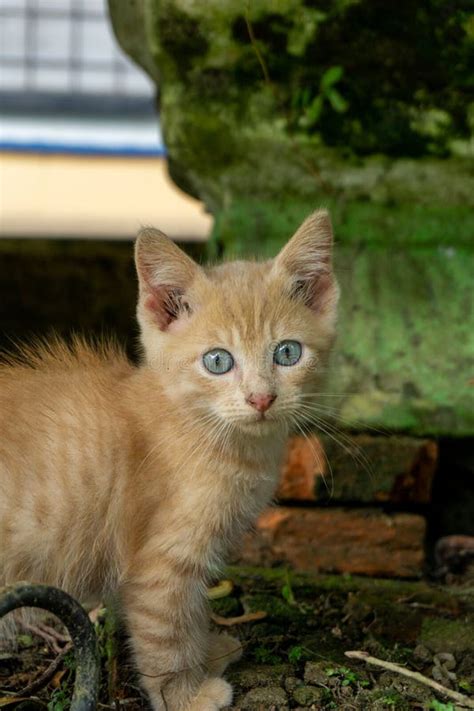 Kitten Playing at the Garden. Orange Little Cat Playing Outdoors at the ...