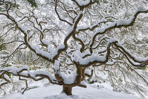 Winter Nature & Landscape Photography Art | Fine Art Prints By Aaron Reed