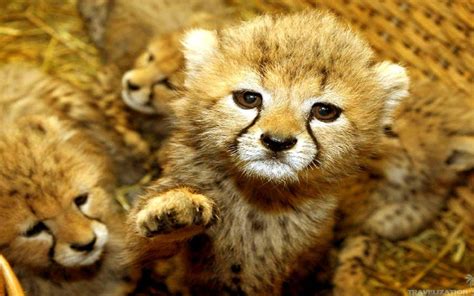 Cute Baby Wild Animals Wallpapers - Wallpaper Cave