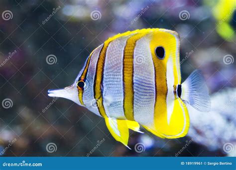 Colorful Tropical Fish Stock Image - Image: 18919961