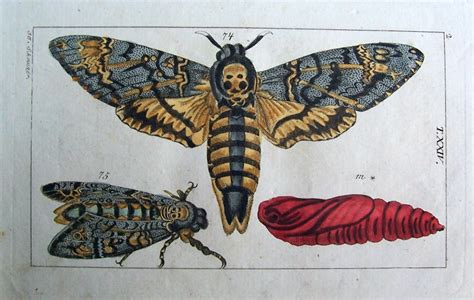 19th century hand colored death head moth illustration print