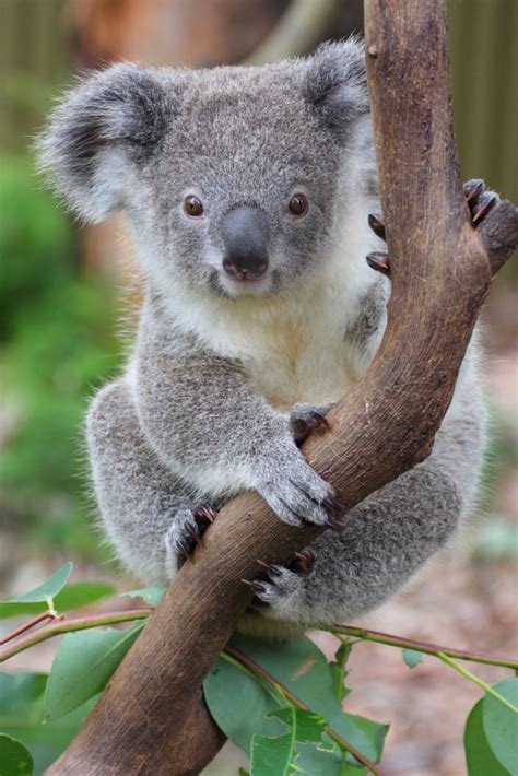 Koala Facts for Kids | Australian Animals | Marsupials