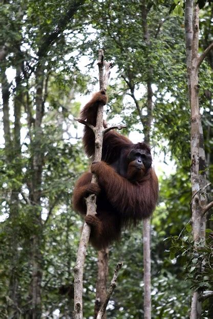 Orangutan Habitat