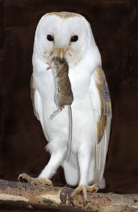 Barn Owl With Prey Stock Photo - Image: 135100