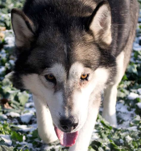 Alaskan Malamute Colors: The Standard & Rare Malamute Coat Colors - K9 Web