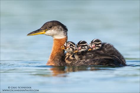 Red-necked Grebe chicks riding on parent