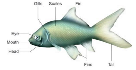 Give a detail note on fishes adaptations to swim in the water.