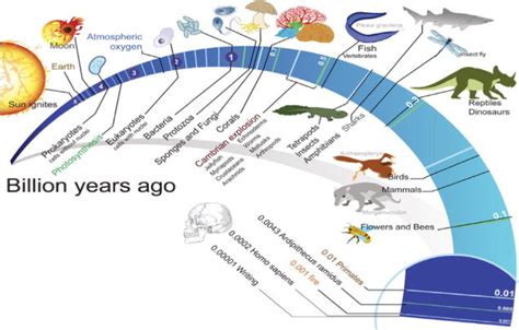 Human Life On Earth Timeline - The Earth Images Revimage.Org