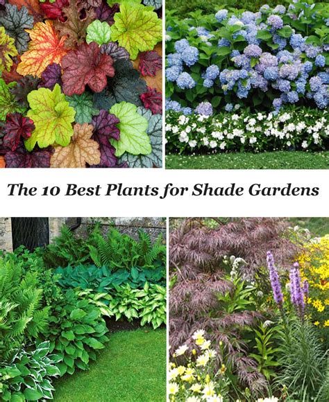 10 Best Shade Garden Plants - The Honeycomb Home