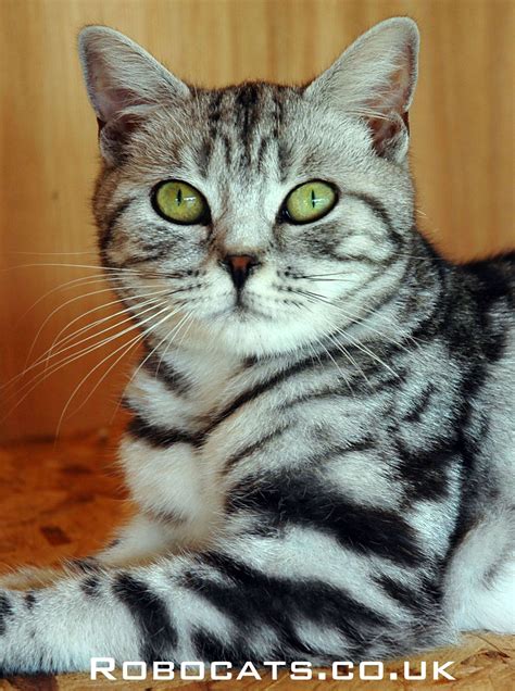 This is a young female Robocat British Shorthair Silver Tabby kitten. These beautiful cats make ...