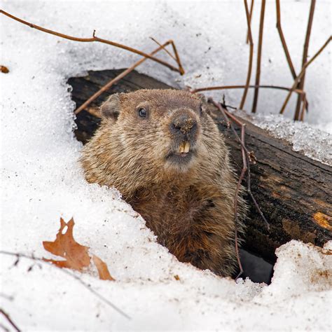 Groundhog Day 2024 Canada Holiday - Cate Marysa