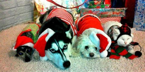 50 Pets In Christmas Costumes That Will Get You In The Holiday Spirit | HuffPost