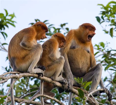 Tropical Rainforest Animals In Indonesia