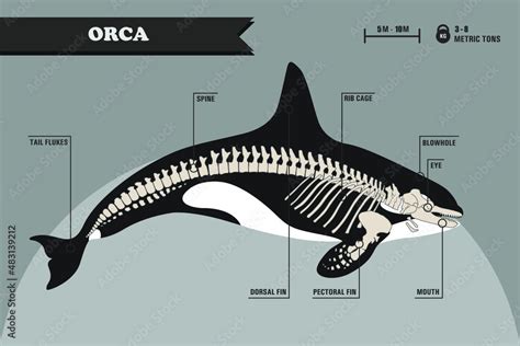 Anatomy of killer whale/orca skeleton Stock Vector | Adobe Stock