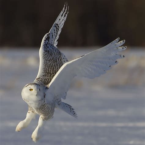 Arctic Tundra Snowy Owl