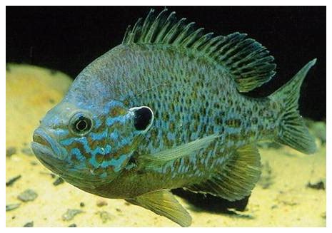 sunfish in aquarium | Bluegill Aquarium In aquariums or jump out ...