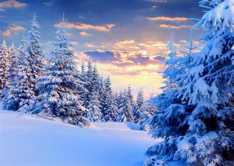 nature, Landscape, Snow, Winter, Forest, Trees, Sunset, Pine Trees Wallpapers HD / Desktop and ...