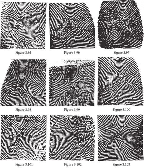 The Whorl fingerprints Patterns