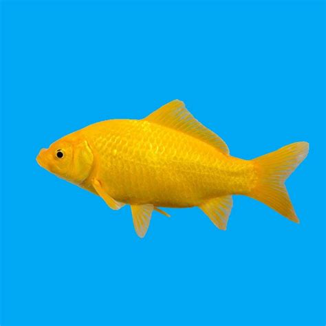 English Yellow Goldfish 6-8"