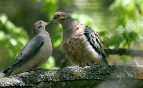 Doves - Doves Photo (32938461) - Fanpop