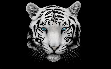 4k Tiger Wallpapers - Wallpaper Cave